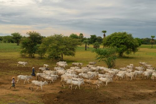 Coisas que você precisa saber sobre a doença da "vaca louca".