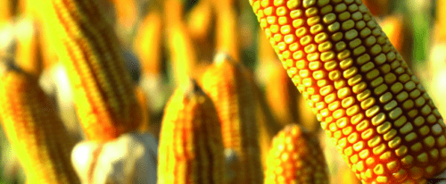 Há anos em destaque como um dos maiores produtores de milho do mercado mundial, as exportações do Brasil devem diminuir no ciclo 22/23.