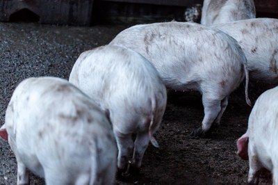 Novo surto de peste suína na China movimenta o mercado de frigoríficos no Brasil. (Foto: Freepik)