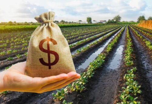 Imagem de plantação de soja com o texto "Fiagros - Investimentos no agronegócio" sobreposto. Foto: Divulgação