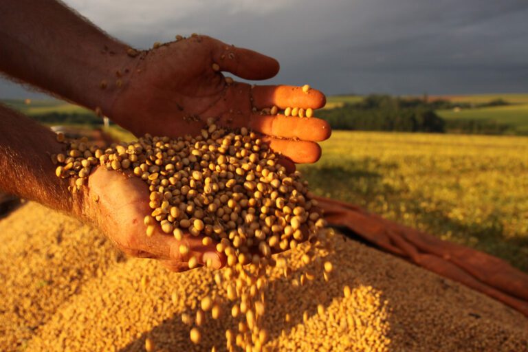 Soja e biodiesel se destacaram no agronegócio em 2022. Foto: Reprodução UOL