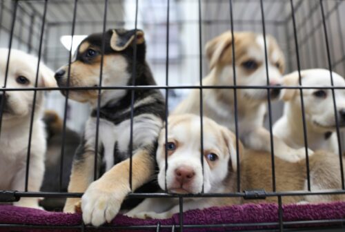 Governo de SP proíbe venda de animais em pet shops
