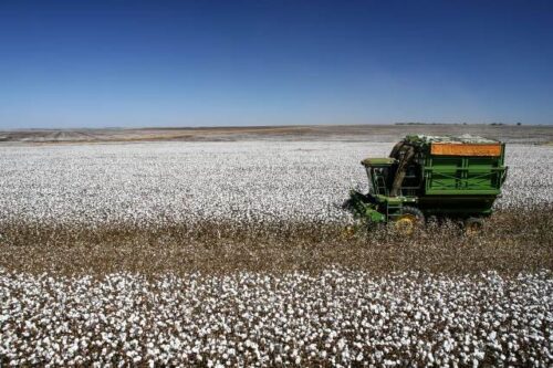 Brasil deve superar EUA como maior exportador de algodão