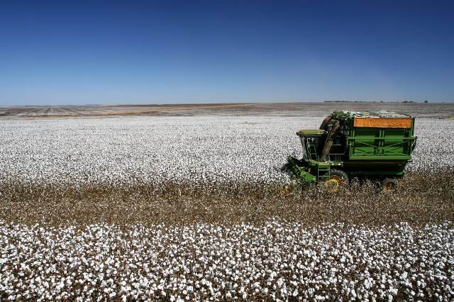 Brasil deve superar EUA como maior exportador de algodão