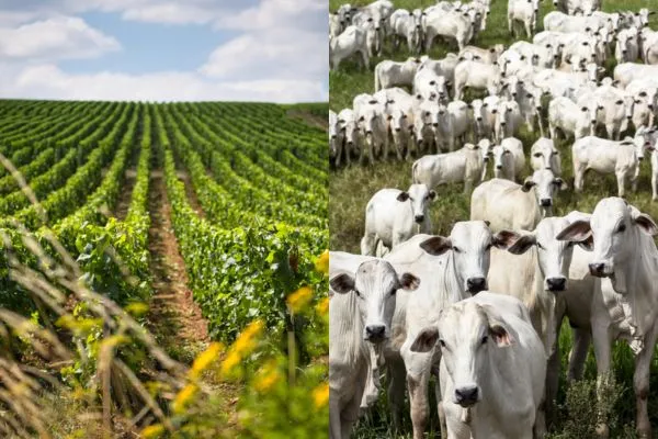 Produção agropecuária brasileira estima R$1,159 trilhão em 2023, com desafios para 2024