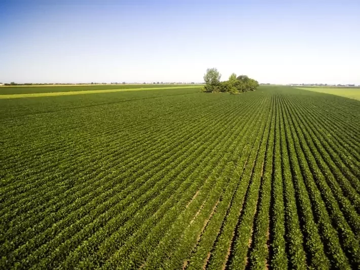 BrasilAgro (AGRO3) registra prejuízo de R$ 5,822 milhões no 2º trimestre da safra 2023/2024