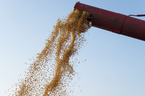 Produtores de soja no Brasil enfrentam prejuízos na safra 2023/24 devido ao El Niño