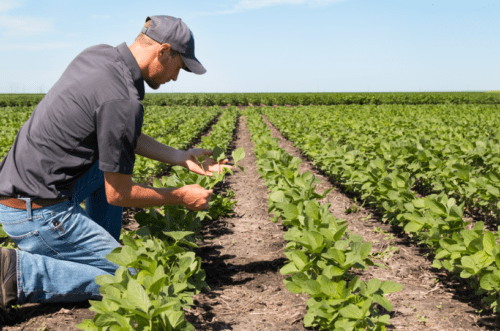 Nutriplant (NUTR3) alcança faturamento recorde em 2023; entenda