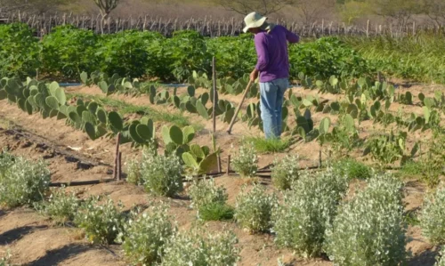 Fazenda regulamenta desconto para financiamentos no Pronaf e no Pronamp no RS