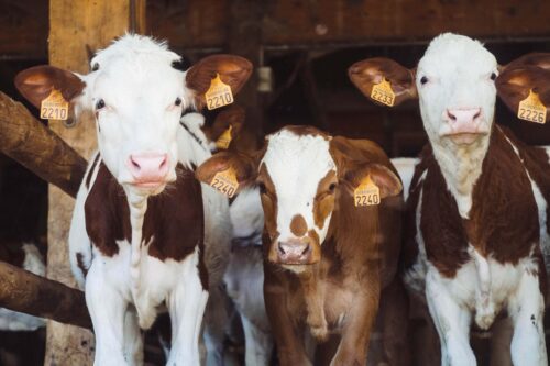 Dinamarca lidera no combate às emissões de CO2 com a introdução de imposto sobre gado