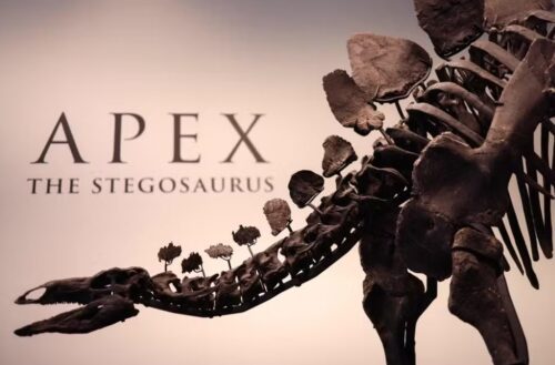 Leilão histórico: Apex, o fóssil de dinossauro, quebra recorde em Nova York