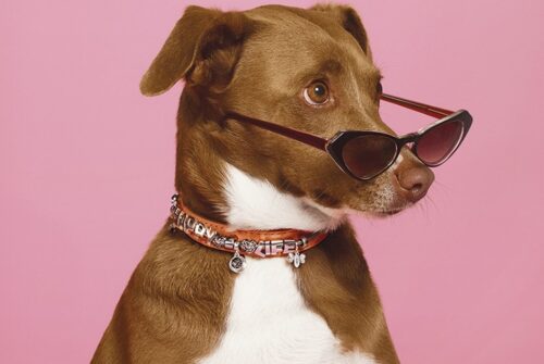 Dolce & Gabbana revoluciona o mercado pet com novo perfume de luxo para cães