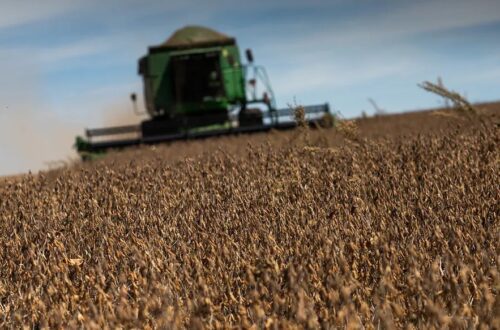 BrasilAgro antecipou aumento na produção de grãos e algodão para Safra 2024/2025