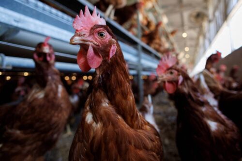 Aves em alta impulsionam projeções positivas para frigoríficos na bolsa