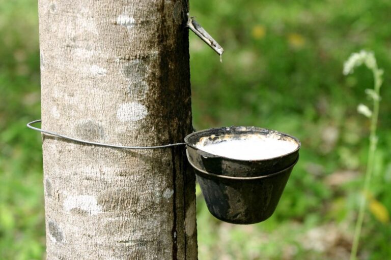 Produção de borracha natural à parir da seringueira (Hevea brasiliensis)
