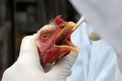 Exportações de carne de frango do Brasil para UE estão suspensas após foco de gripe aviária no RS
