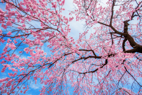 Foto de uma árvore de cerejeira em flor na primavera.