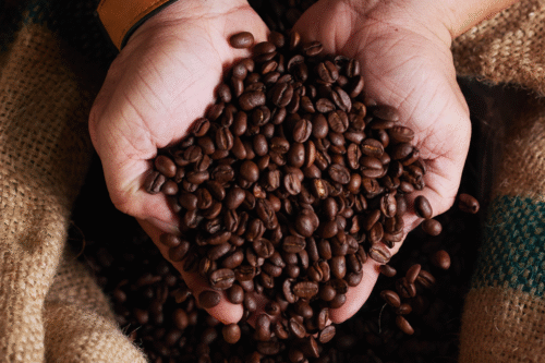 Foto de mãos segurando grãos de café frescos em uma saca