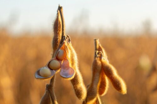 Close-up de uma vagem de soja madura em um campo, sob a luz dourada do fim da tarde ou amanhecer.