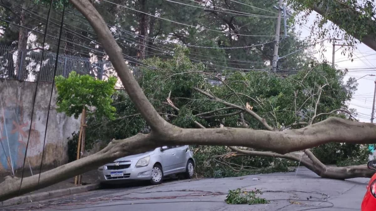 Carro atingido por árvore caída após ventania em São Paulo, com galhos bloqueando a rua e fios tensionados.