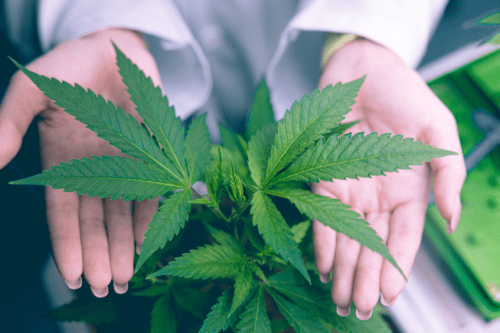 Close-up da mão cobrindo a folha da planta de cannabis, um produto medicinal de alto valor para cultivo e saúde.