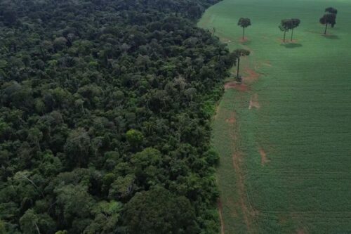 Vista aérea contrastante mostrando a divisão clara entre a densa floresta amazônica preservada, à esquerda, e uma área desmatada convertida em monocultura verde com poucas árvores isoladas, à direita.