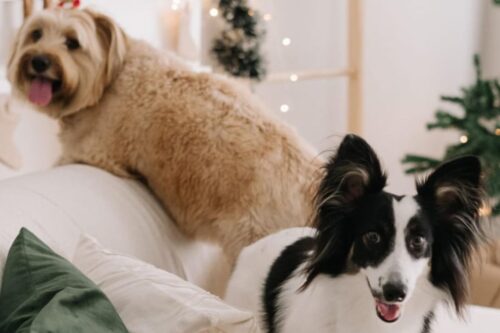 Dois cachorros de porte médio estão sobre um sofá claro em um ambiente com decoração natalina. Em primeiro plano, à direita, um cão de pelagem branca com manchas pretas e orelhas grandes e peludas olha para a câmera com a língua para fora. Ao fundo, à esquerda, um cão de pelos longos e bege (cor de caramelo) está posicionado sobre o encosto do sofá, também ofegante e sorridente. O cenário ao fundo inclui luzes de Natal desfocadas e uma pequena árvore decorativa.